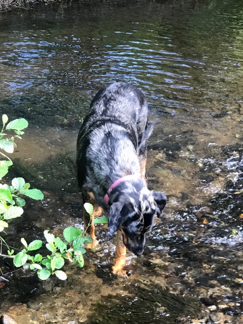 Beauceron